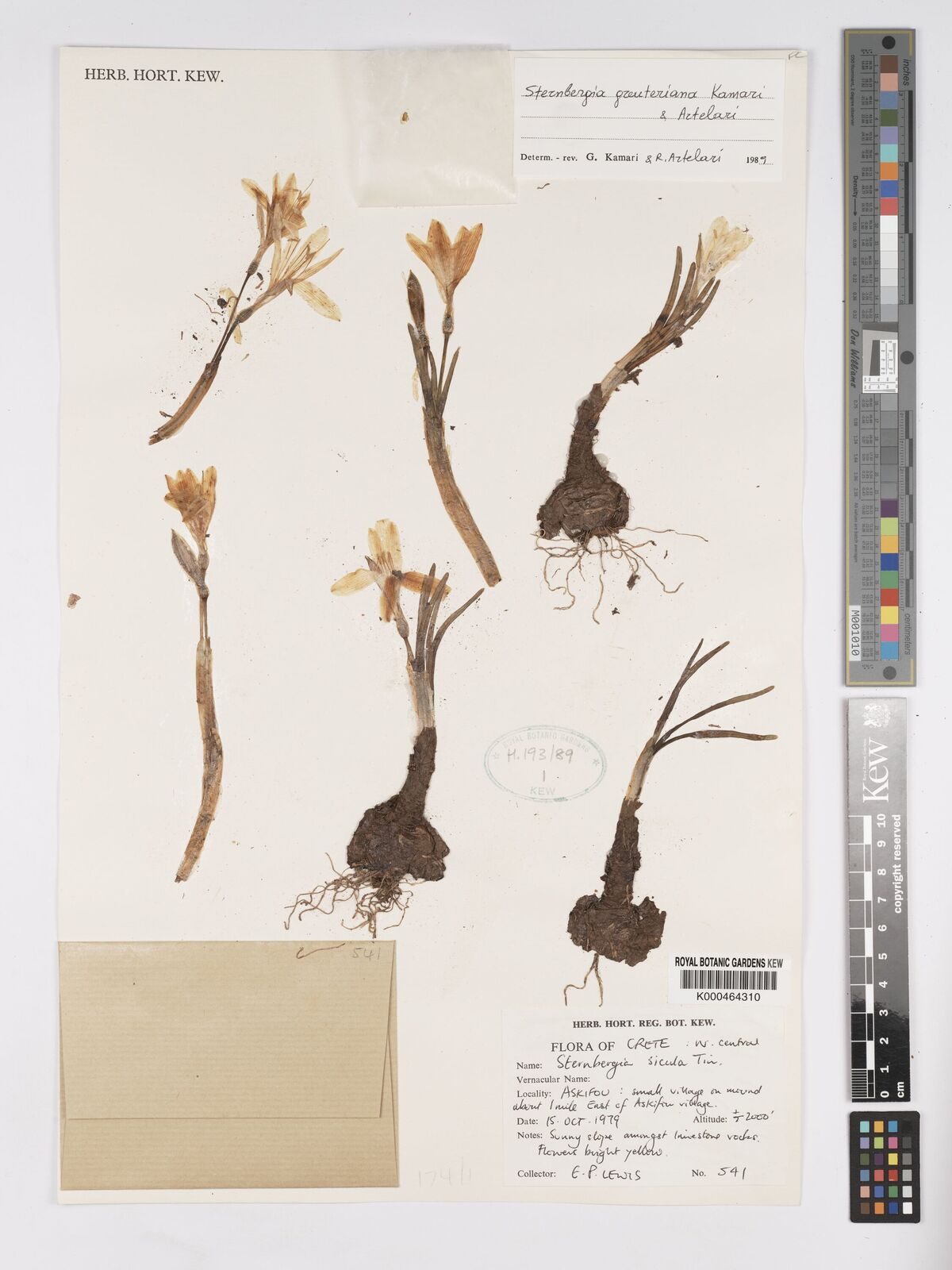 Kew Gardens K000464310:  Lewis, E.P. [541] Greece