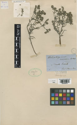 Kew Gardens K000998279:  Mueller, F.J.H.von [s.n.] Australia