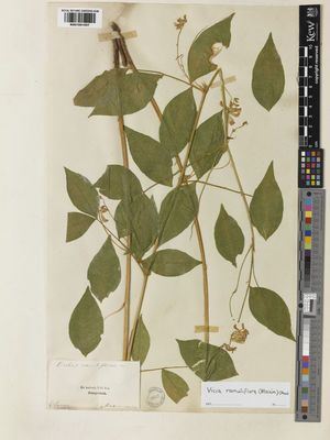 Kew Gardens K001051557:  Maximomicz, C.J. [s.n.] Russia