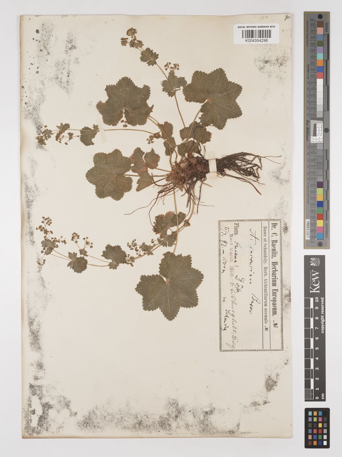 Alchemilla inconcinna