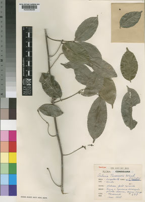 Kew Gardens K000036236:  Toussaint [678] Congo, Democratic Republic of the