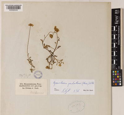 Kew Gardens K000929432:  s.coll. [550] Spain