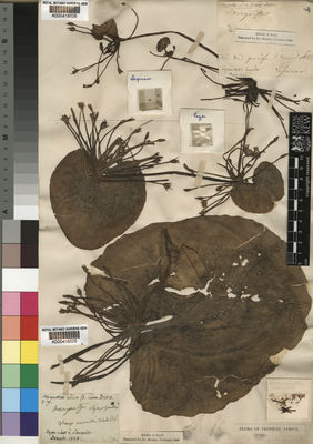 Kew Gardens K000418526:  Leprieur [s.n.] Senegal