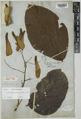 Kew Gardens K000900455:  s.coll. [5442] Malaysia