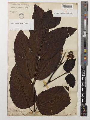 Kew Gardens K000801202:  Zippelius [s.n.] Malaysia