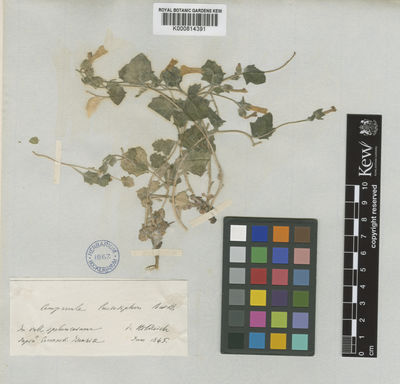 Kew Gardens K000814391:  Heldreich [s.n.] Turkey