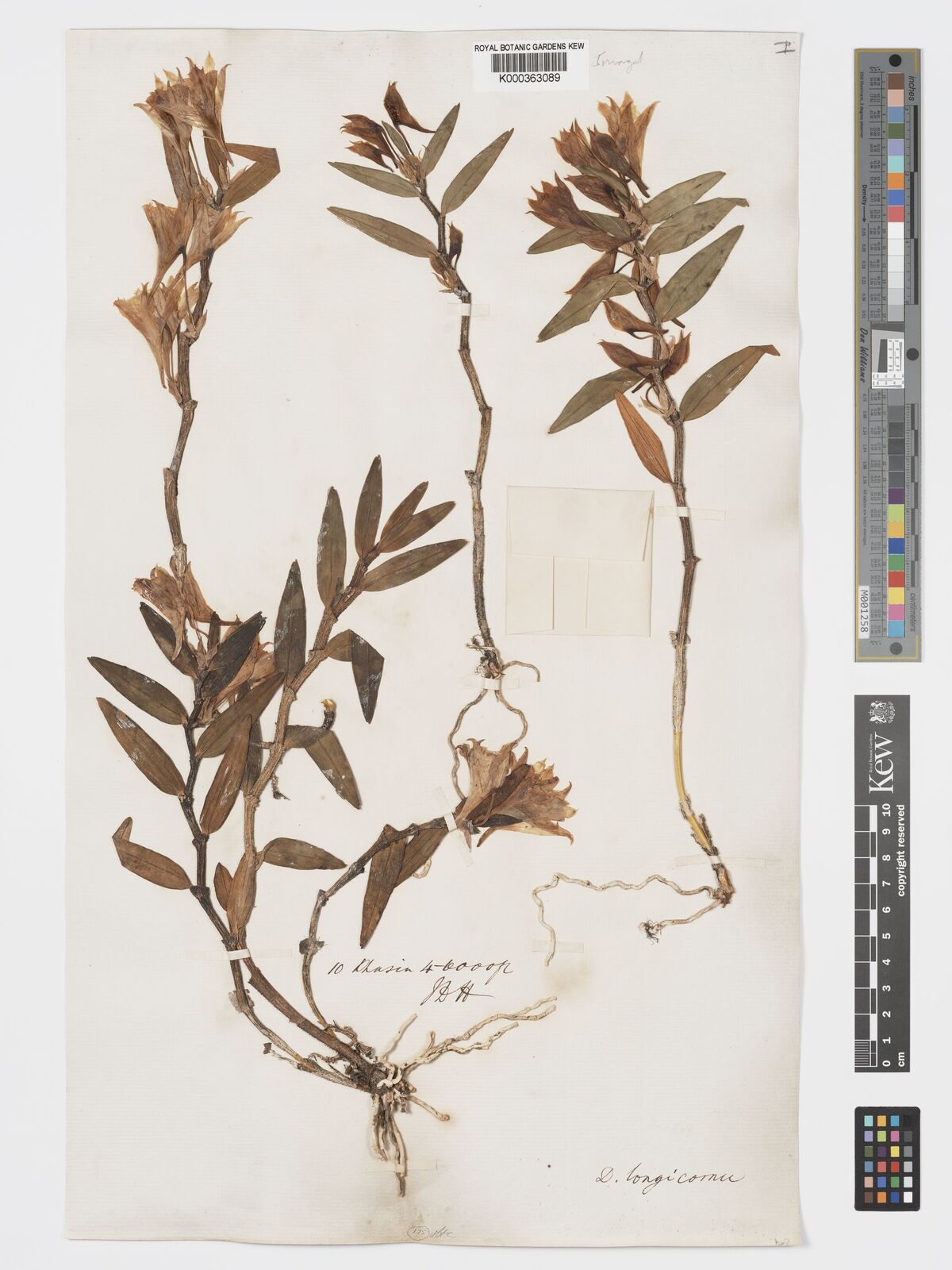 Kew Gardens K000363089:  Hooker, J.D. [10] India