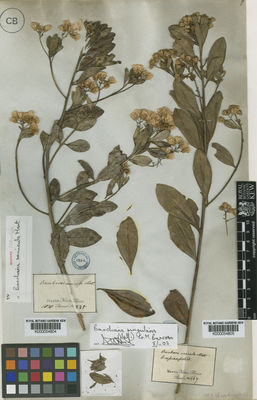 Kew Gardens K000054805:  s.coll. [667] Brazil