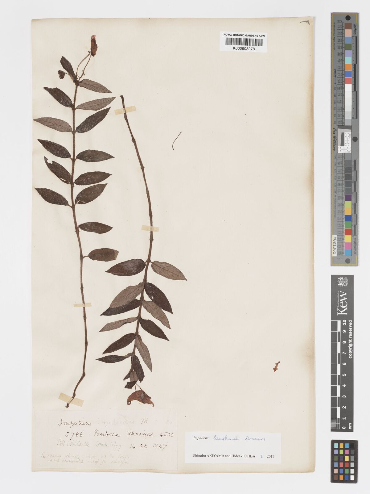 Kew Gardens K000608278:  Clarke, C.B. [5786] India