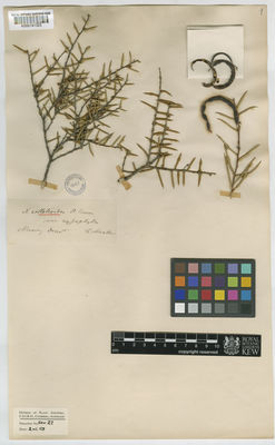 Kew Gardens K000791323:  Mueller, F. [s.n.] Australia