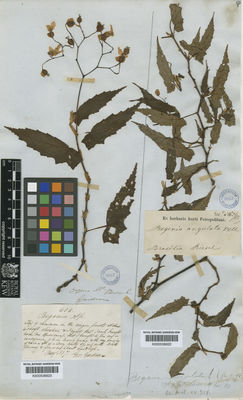 Kew Gardens K000536622:  Riedel [s.n.] Brazil