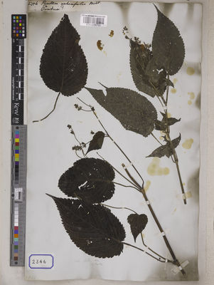 Kew Gardens K001115703:  Wallich, N. [Cat. no. 2346] Bangladesh