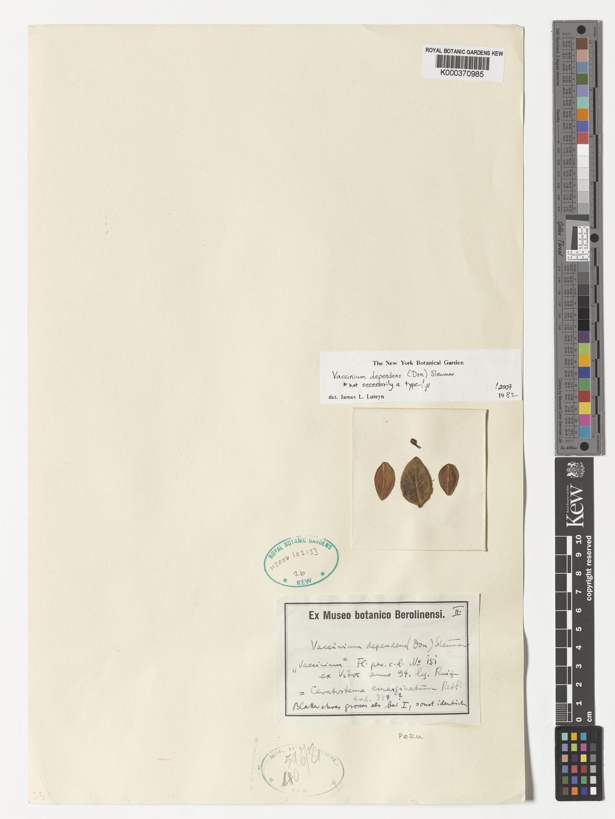 Kew Gardens K000370985:  Ruiz; Pavon [s.n.] Peru