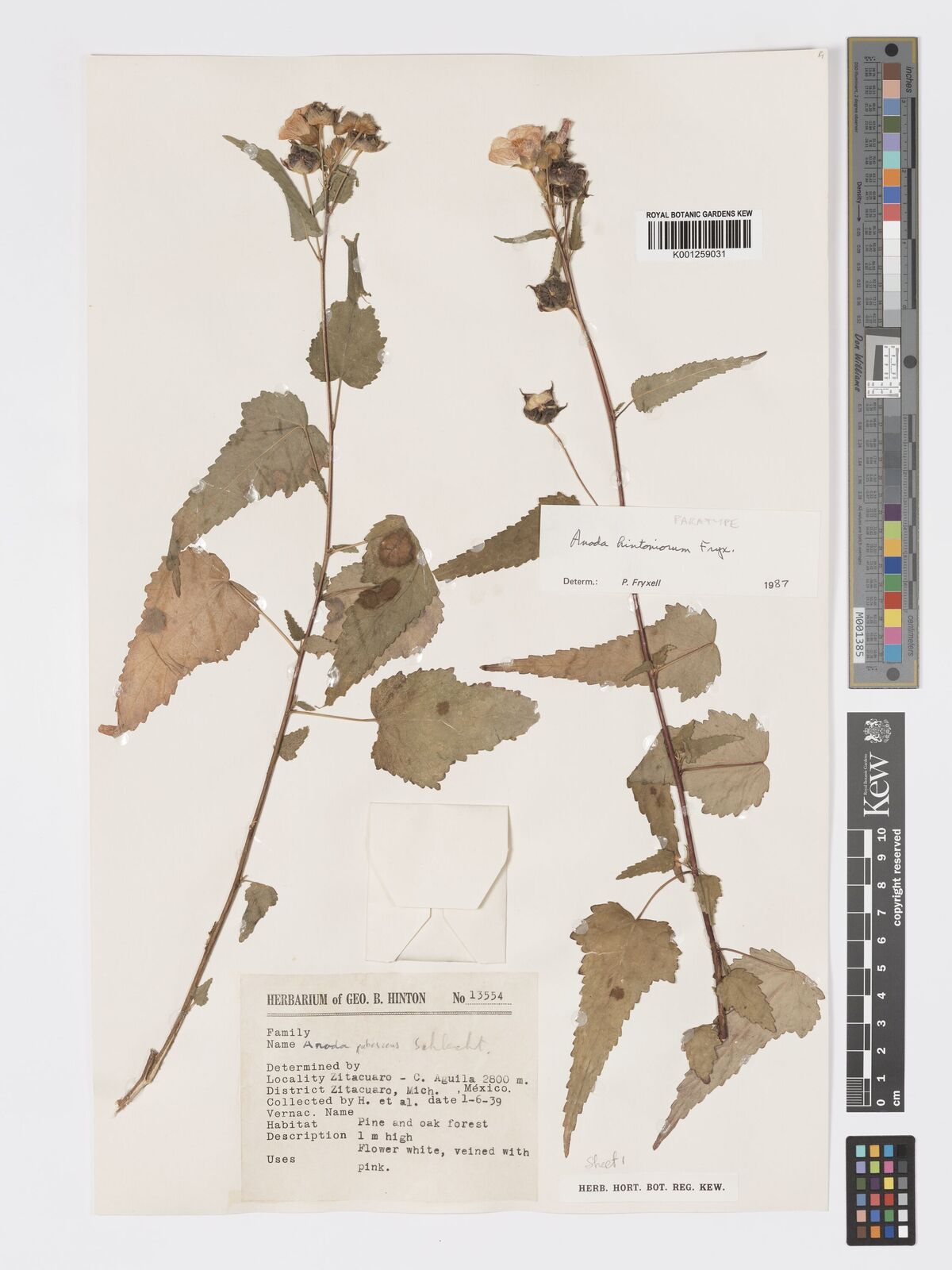 Kew Gardens K001259031:  Hinton, G.H.; et al. [13554] Mexico