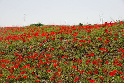 Anemone coronaria L. | Plants of the World Online | Kew Science