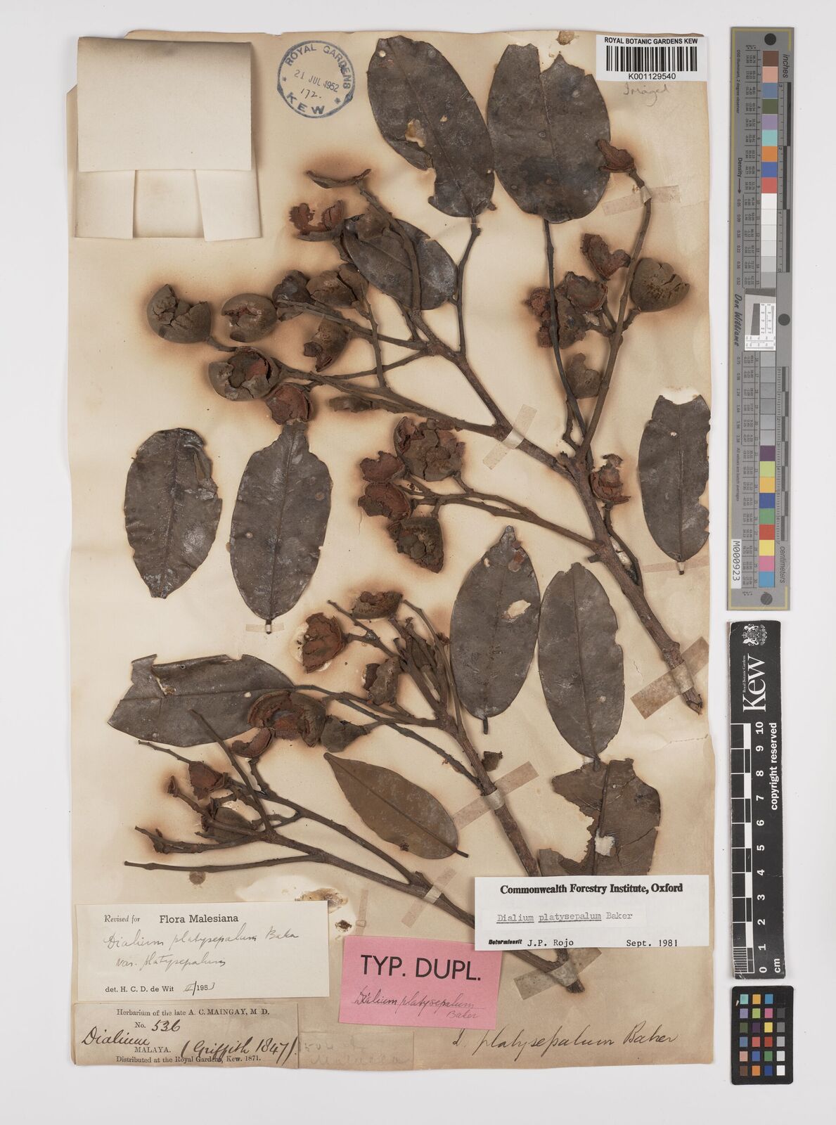 Kew Gardens K001129540:  Maingay, A.C. [1504 [Kew distr. no. 536]] Malaysia
