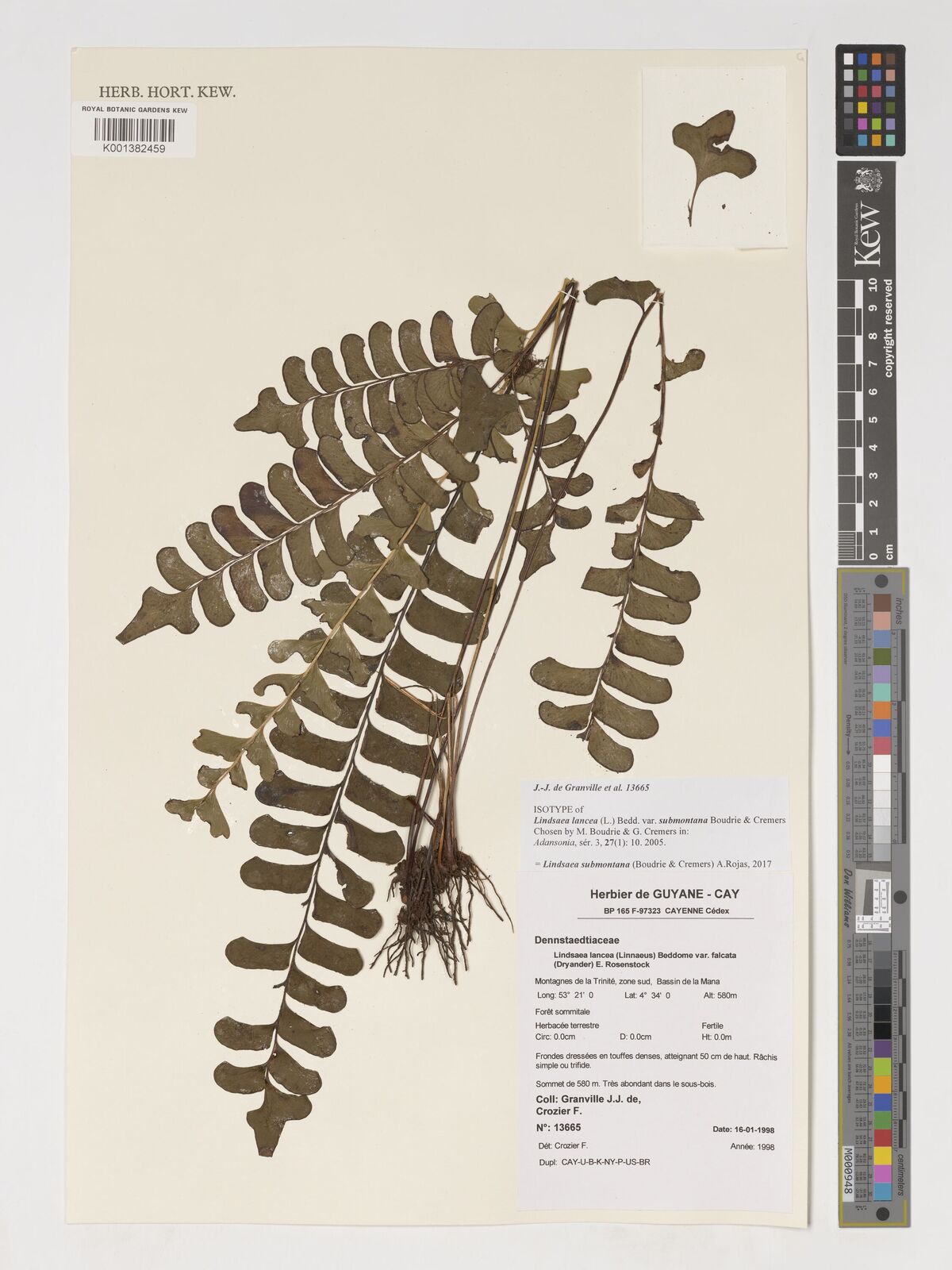 Kew Gardens K001382459:  de GRanville, J.J.; Crozier, F. [13665] French Guiana