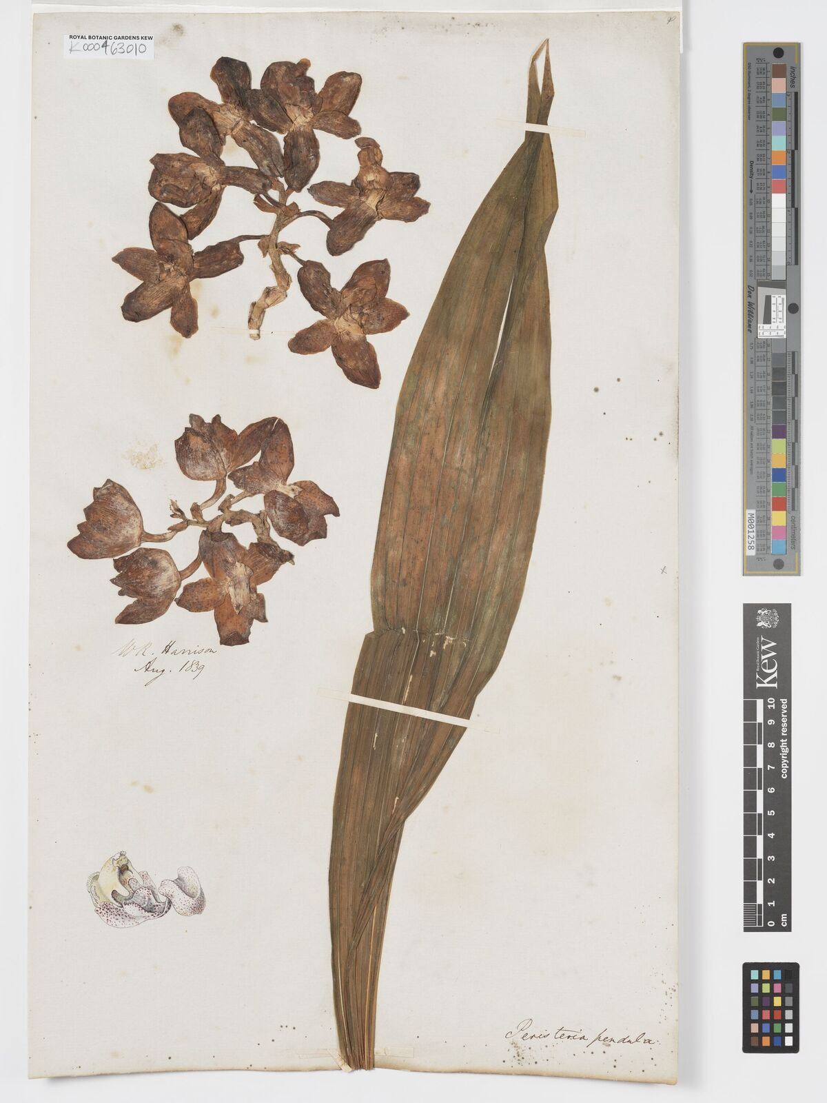 Kew Gardens K000463010:  Harrison [s.n.] Guyana