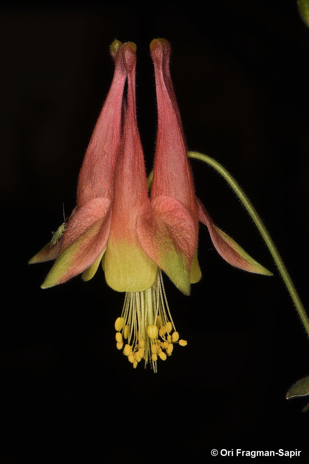 Aquilegia canadensis L. | Plants of the World Online | Kew Science