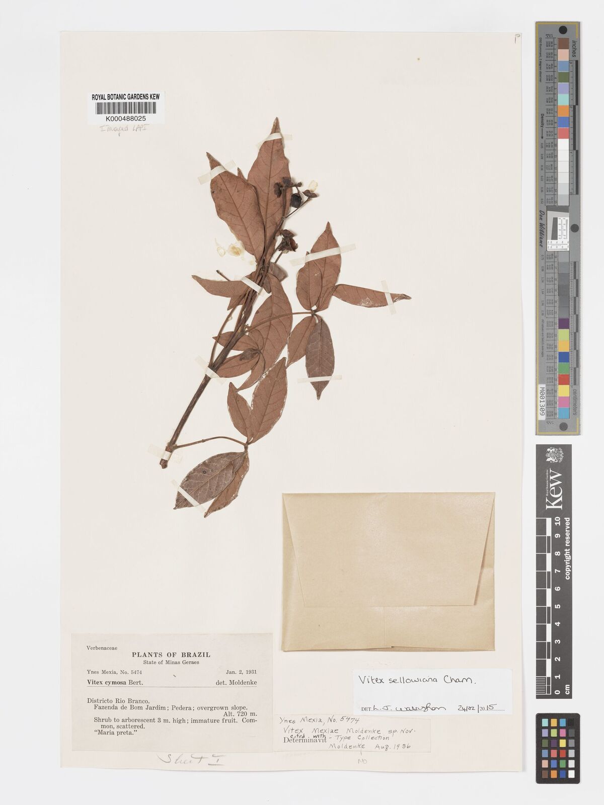 Kew Gardens K000488025:  Mexia, Y. [5474] Brazil