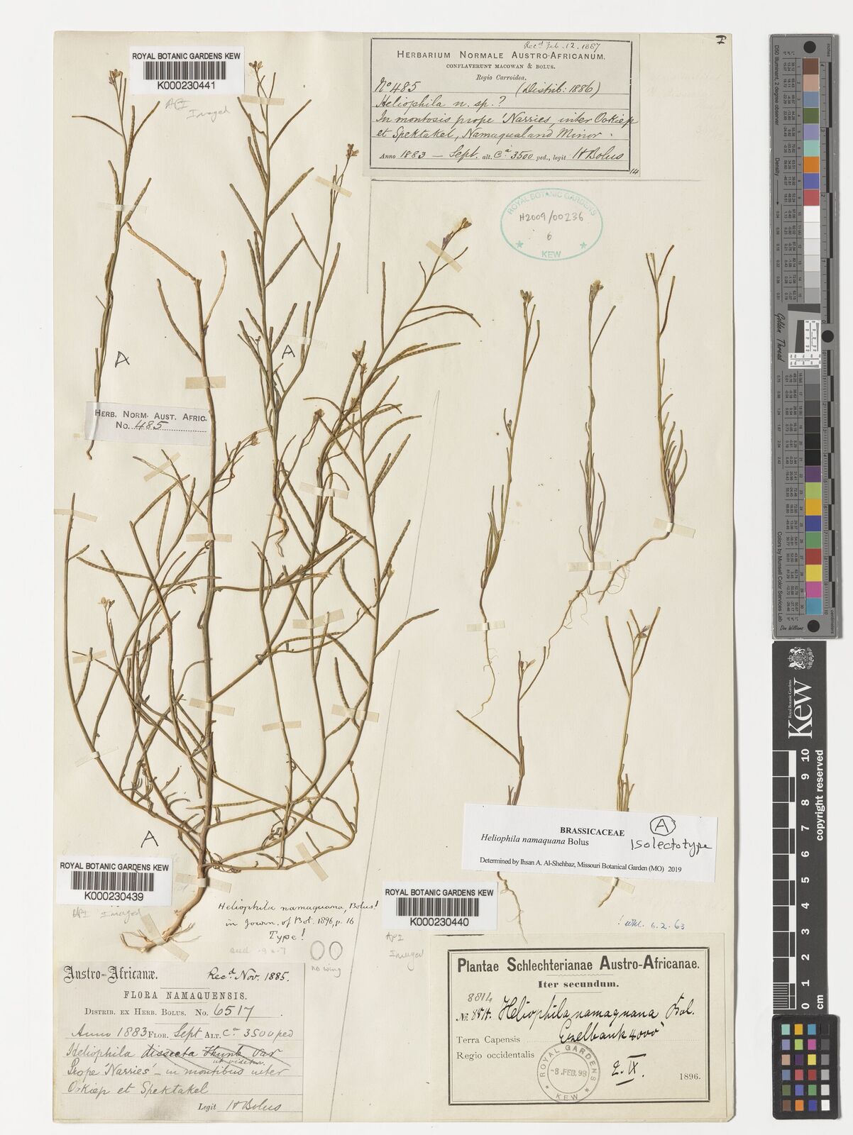 Kew Gardens K000230441:  Bolus, H. [485] South Africa
