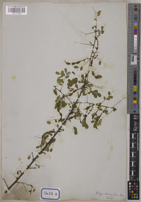 Kew Gardens K001121609:  s.coll. [Cat. no. 5658]