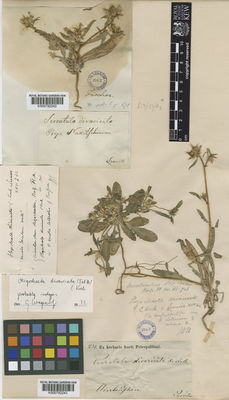 Kew Gardens K000792243:  Szovits [s.n.] Azerbaijan