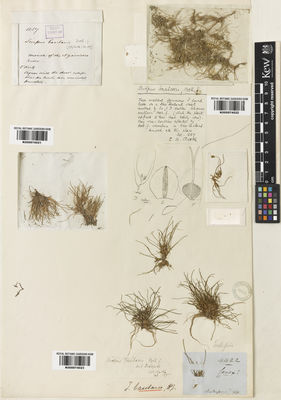 Kew Gardens K000974023:  s.coll. [4422] New Zealand