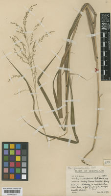 Kew Gardens K000633911:  Hubbard, C.E. [5783] Australia