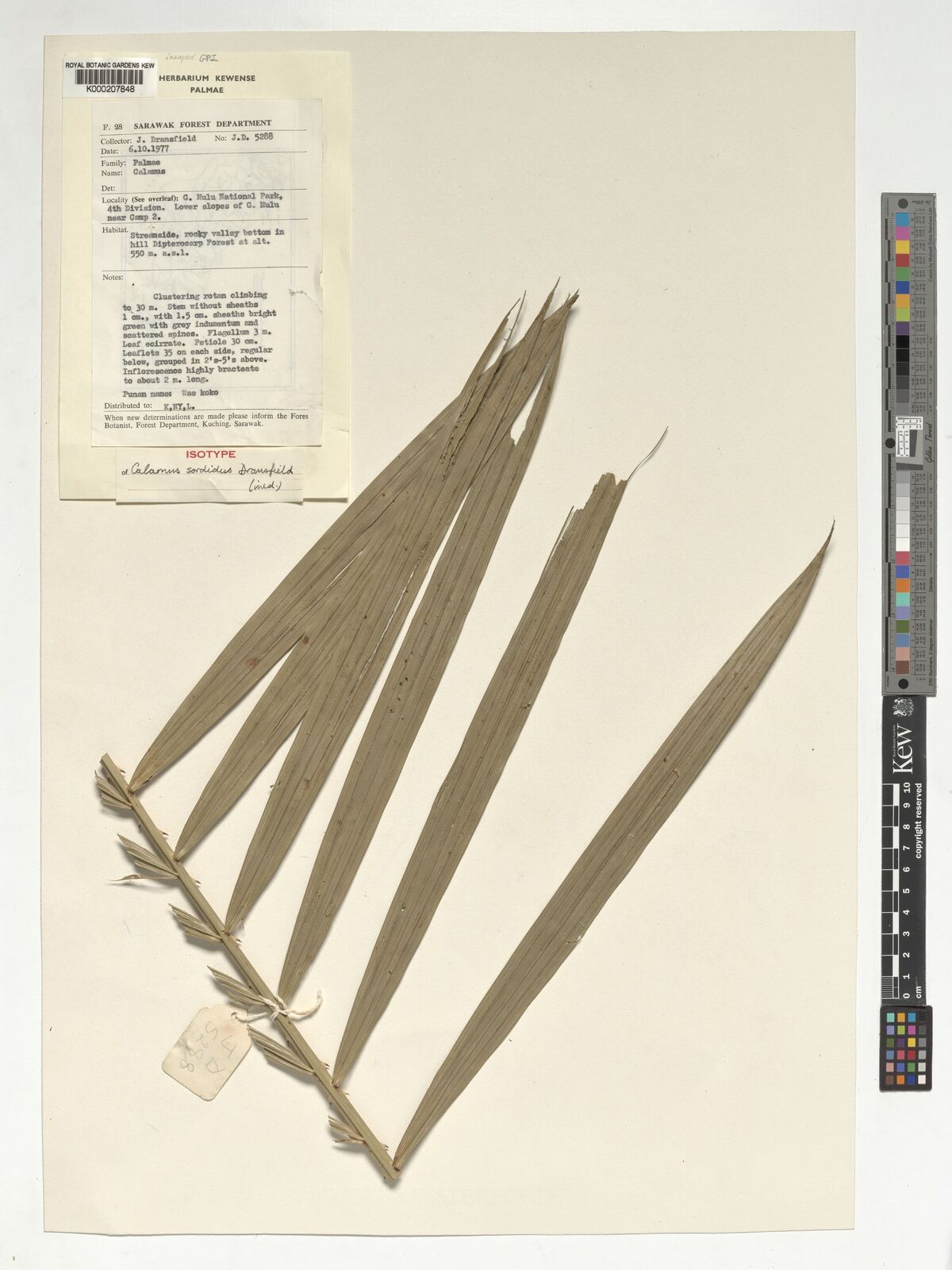 Kew Gardens K000207848:  Dransfield, J. [JD5288] Malaysia