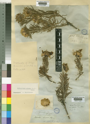 Kew Gardens K000415224:  Drege [s.n.] South Africa