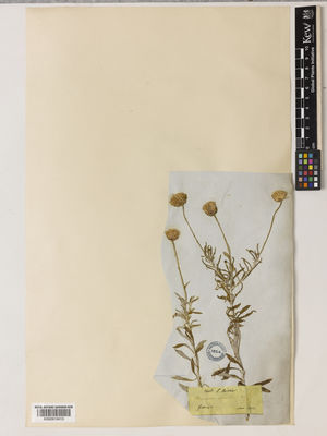 Kew Gardens K000910413:  Boissier, P., E. [s.n.] Greece