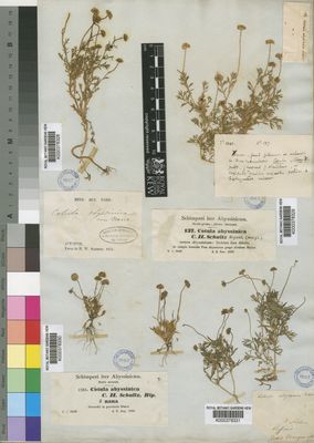 Kew Gardens K000378328:  Schimper [s.n.] Ethiopia