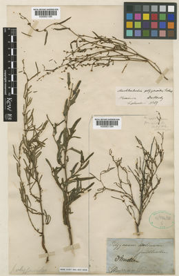 Kew Gardens K000831384:  Mueller, F, J.H.von [s.n.] Australia