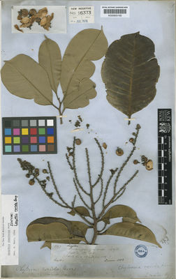 Kew Gardens K000600192:  Spruce, R. [1797]