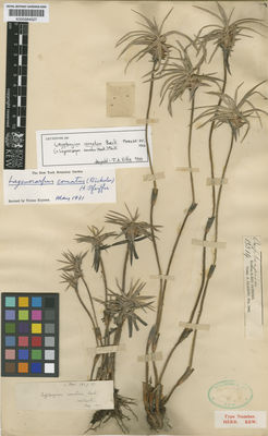 Kew Gardens K000584527:  s.coll. [13314] Brazil