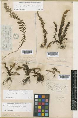 Kew Gardens K000590752:  Glaziou, A.F.M. [3579] Brazil