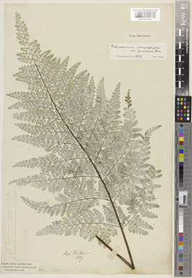 Kew Gardens K001057898:  s.coll. [s.n.]