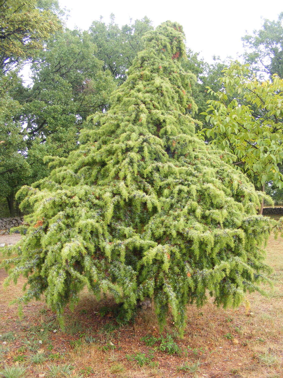 Juniperus Communis Var. Communis 