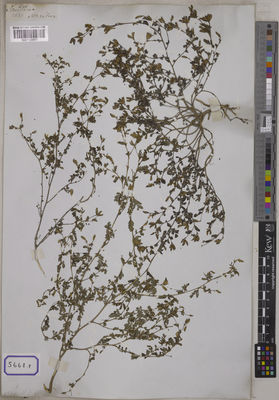 Kew Gardens K001121657:  s.coll. [Cat. no. 5668]