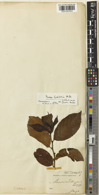 Kew Gardens K001097423:  Junghuhn, F.W. [s.n.] Indonesia