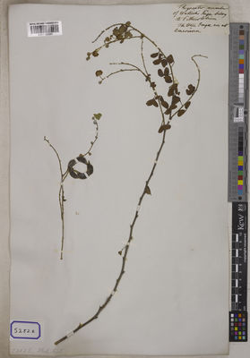 Kew Gardens K001120380:  s.coll. [Cat. no. 5282]