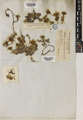 Kew Gardens K000885345:  Potanin, G.N. [s.n.] Mongolia