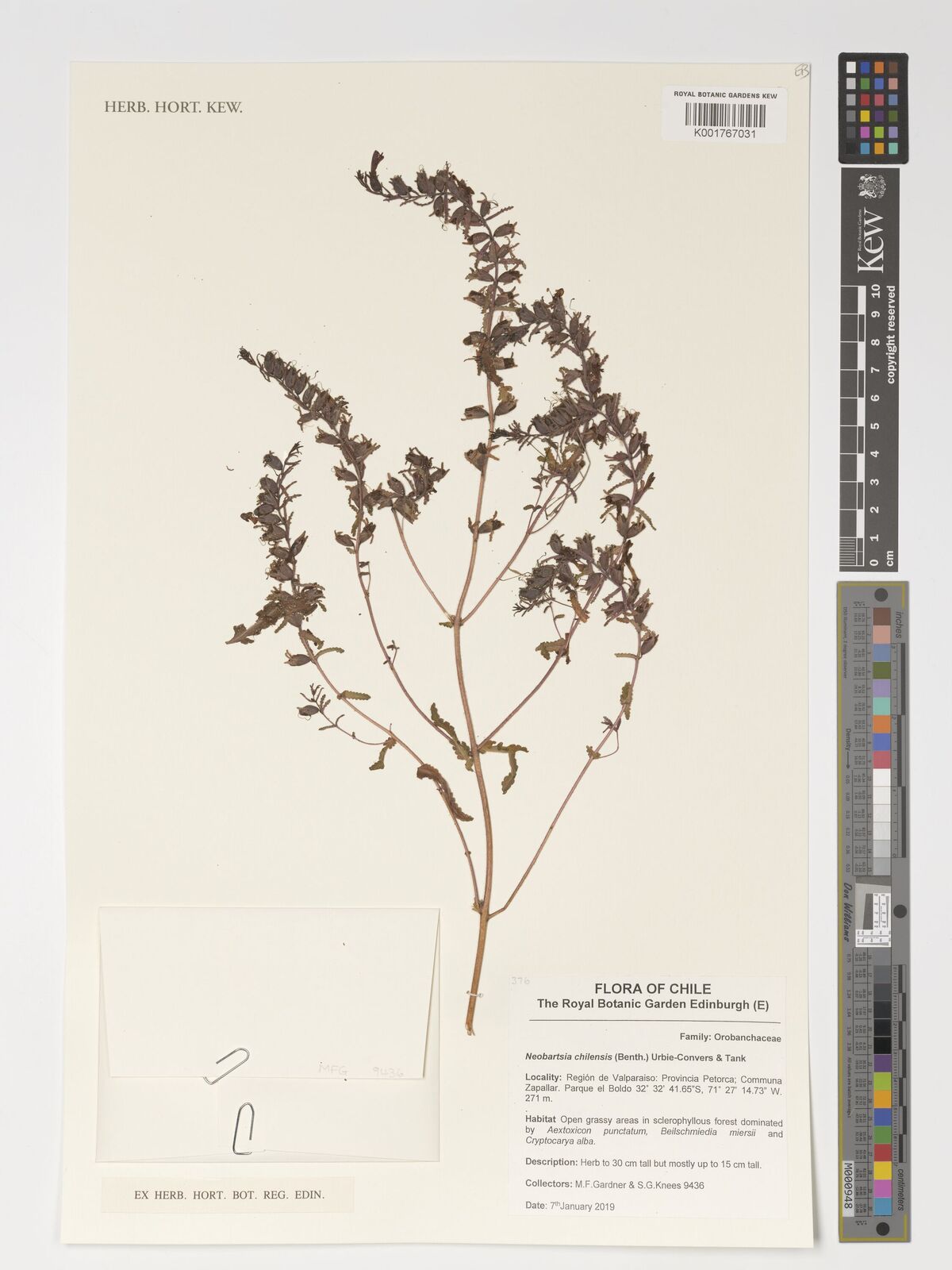 Bartsia chilensis