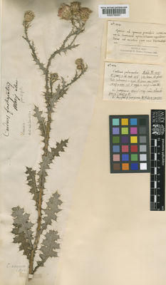 Kew Gardens K000768997:  s.coll. [s.n.] Italy