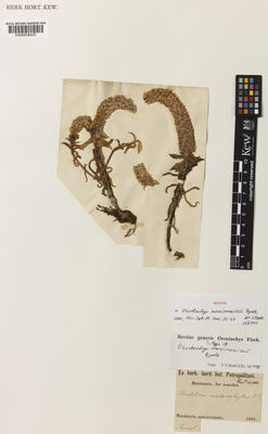 Kew Gardens K000838425:  Maximowicz, C.J. [s.n.] Japan