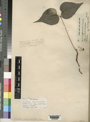 Kew Gardens K000263093:  Swynnerton, C.F.M. [13]