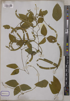 Kew Gardens K001121447:  s.coll. [Cat. no. 5610]