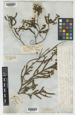 Kew Gardens K000791584:  s.coll. [107] Australia