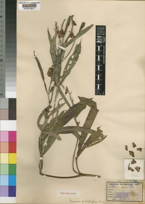 Kew Gardens K000419617:  Kassner, J. [2617] Congo, Republic of the